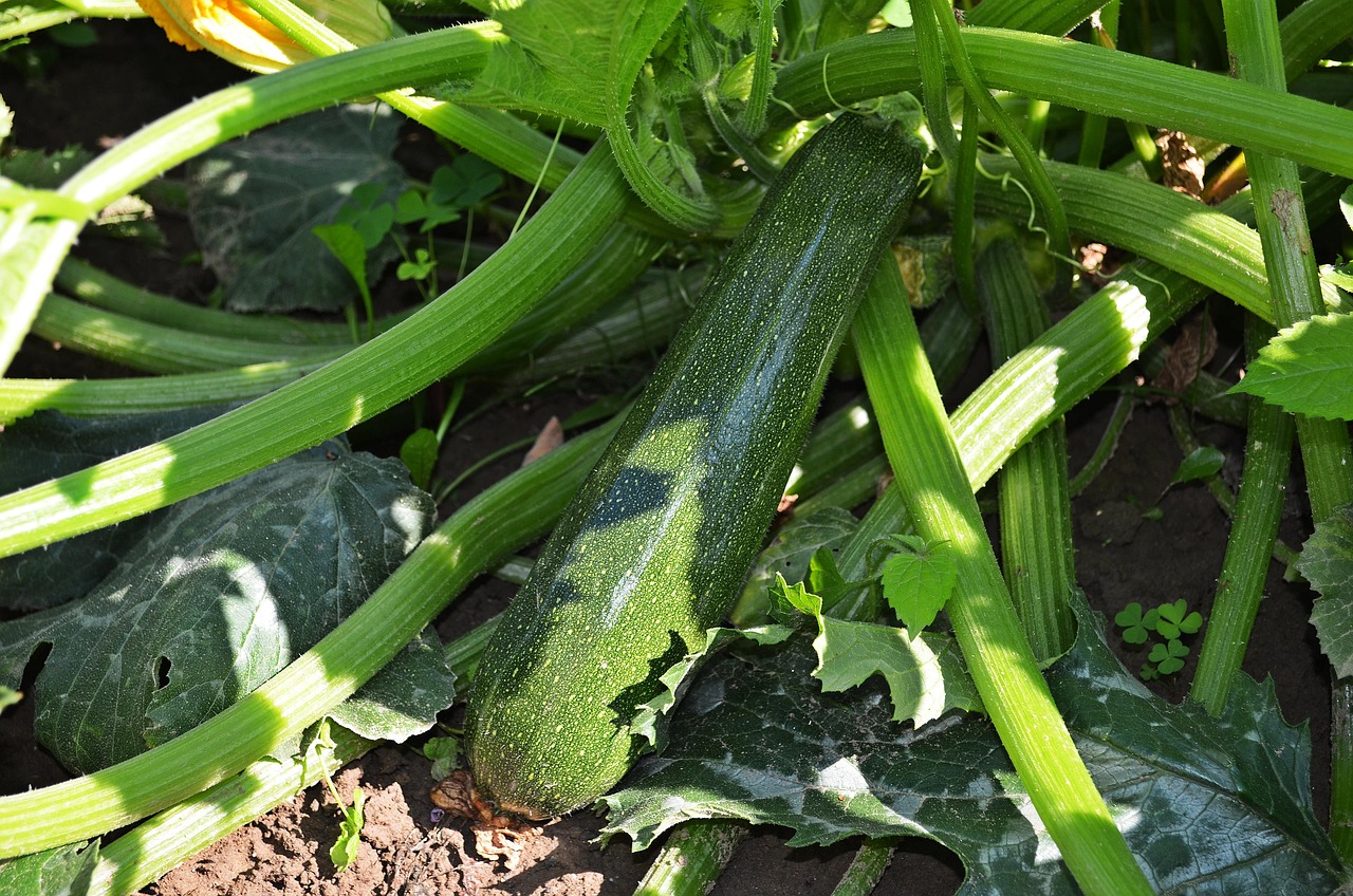 Minneapolis Gardeners Tend Daily Plots Through Late July Peak Season